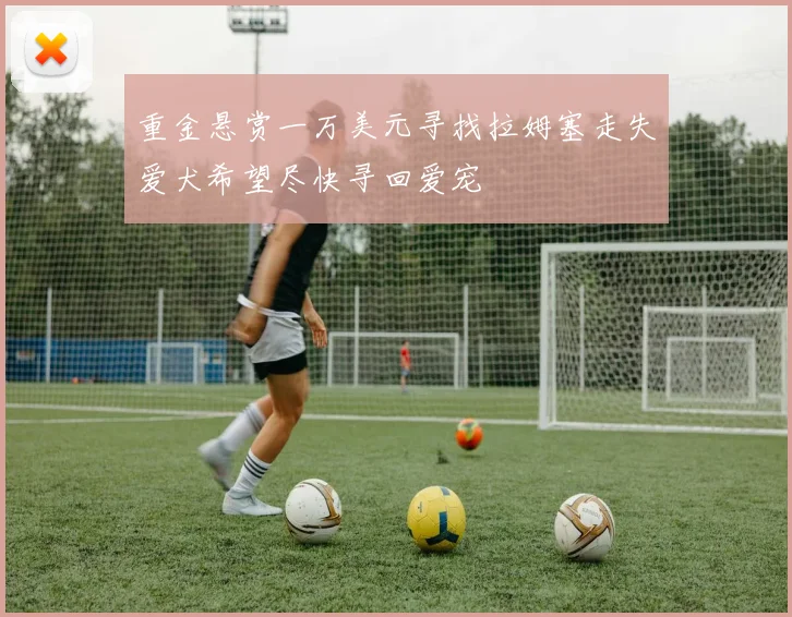 重金悬赏一万美元寻找拉姆塞走失爱犬希望尽快寻回爱宠